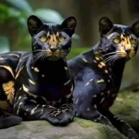 Meet your Posher, Lance   And I will do trades. - Picture 6 of 15